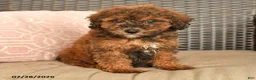 Miniature Poodle dogs for sale: Nelson - Ad 3