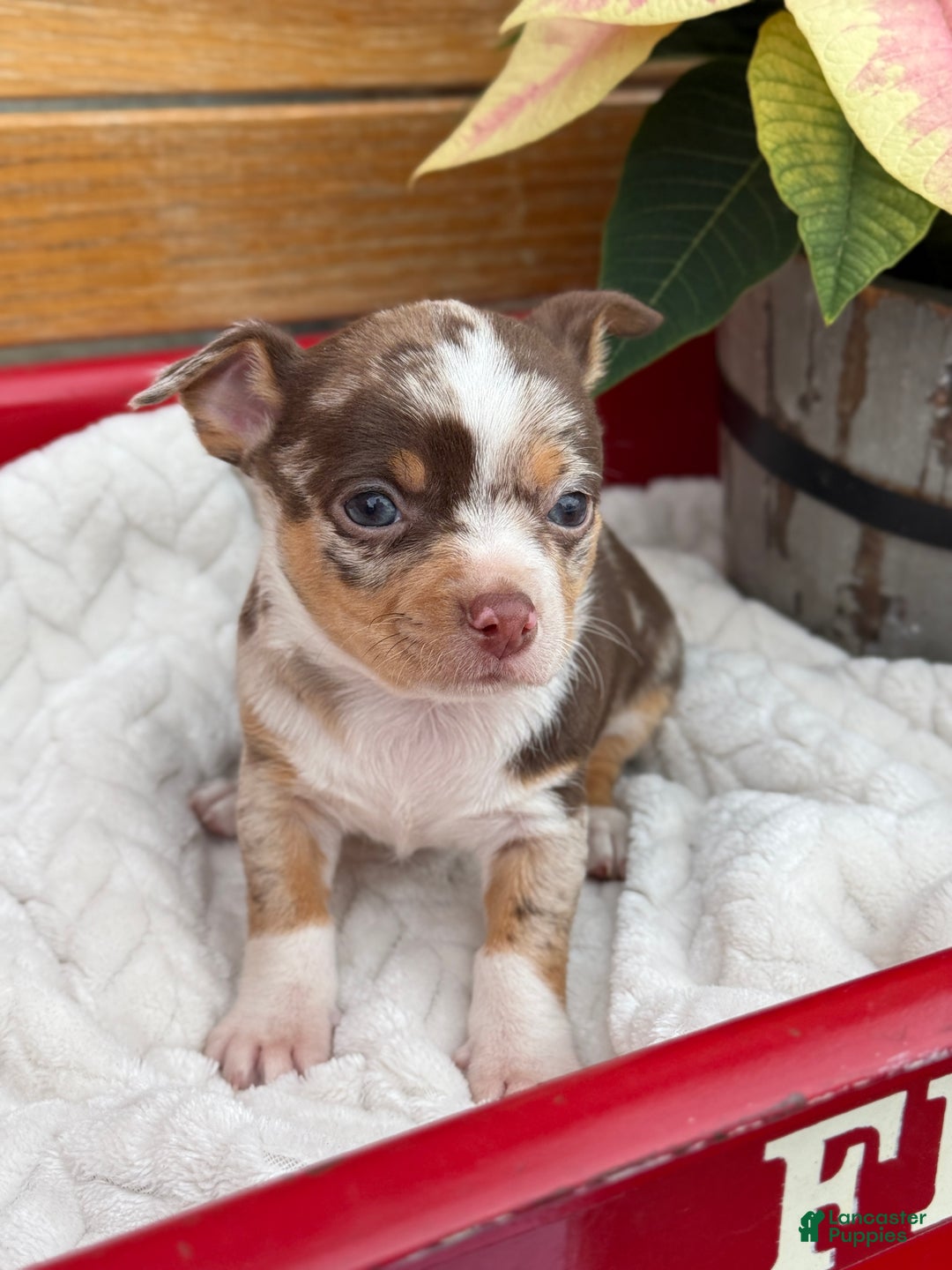 Chihuahua dogs for sale: Chestnut - Ad 8