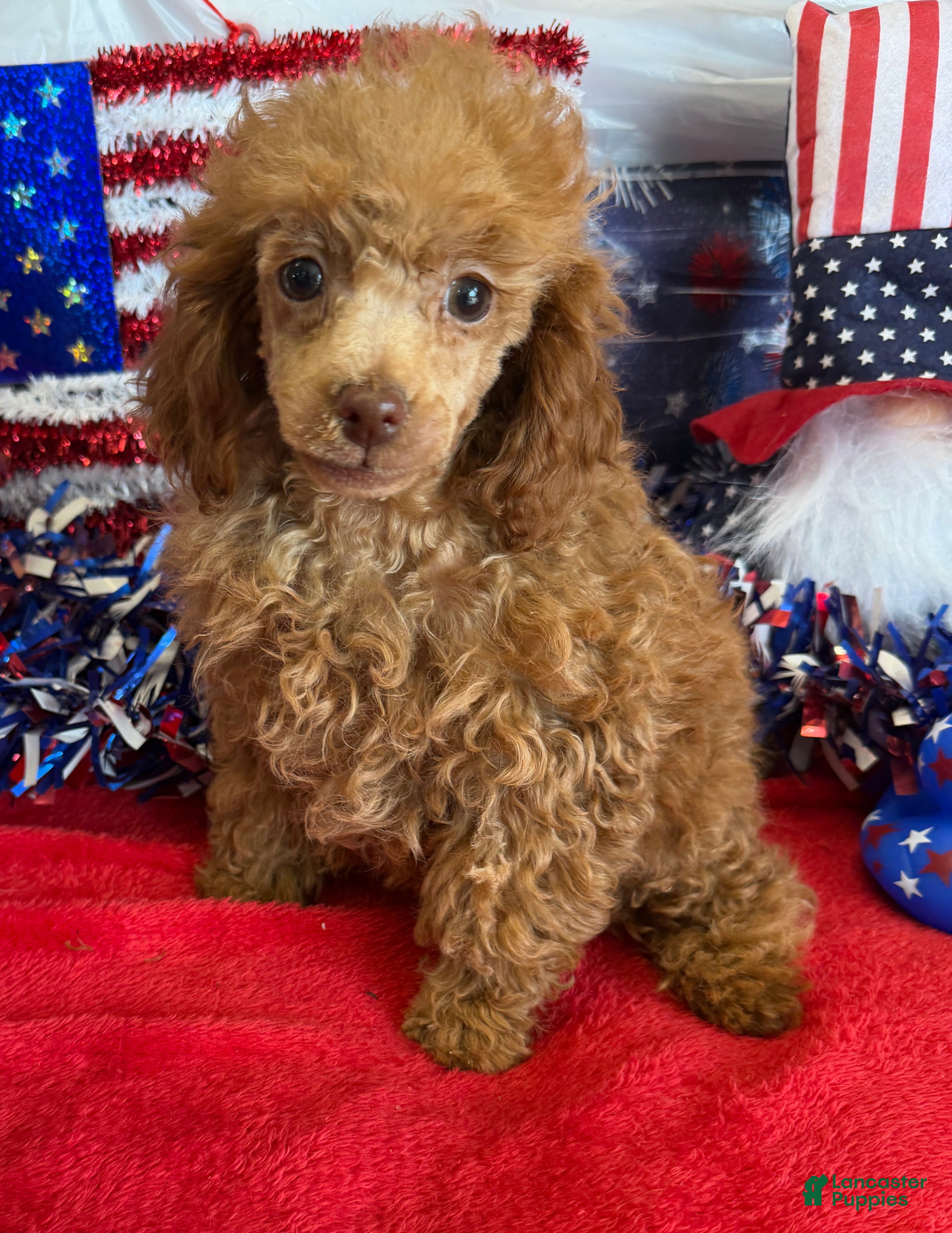 Toy Poodle dogs Candy - Ad 13