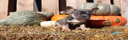 Mixed Breed dogs for sale: Tank  - Ad 10