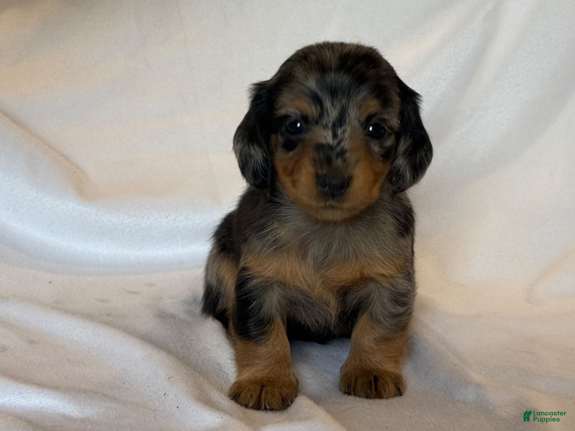 Miniature Dachshund dogs Ruby - Ad 2
