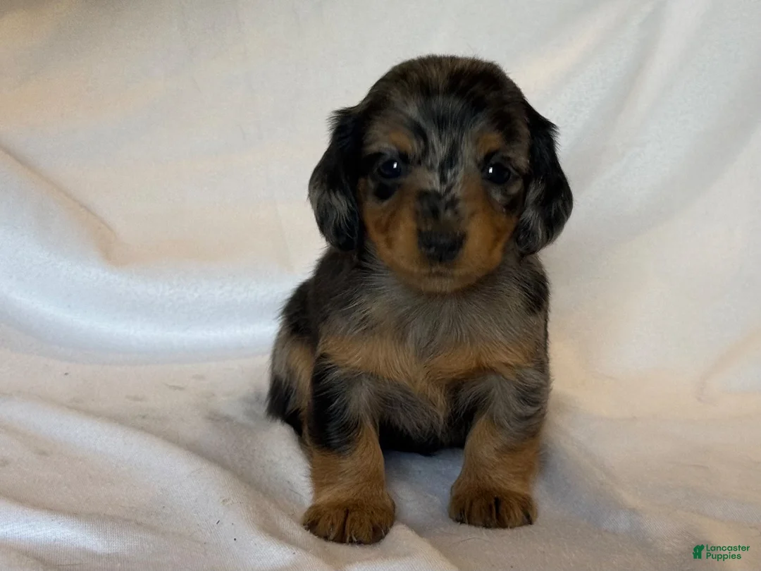 Miniature Dachshund dogs for sale: Ruby - Ad 2