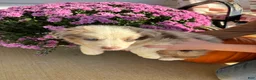 Australian Shepherd dogs for sale: Clove (AKC) - Ad 4