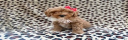 Cavapoo dogs for sale: Mercedes  - Ad 4
