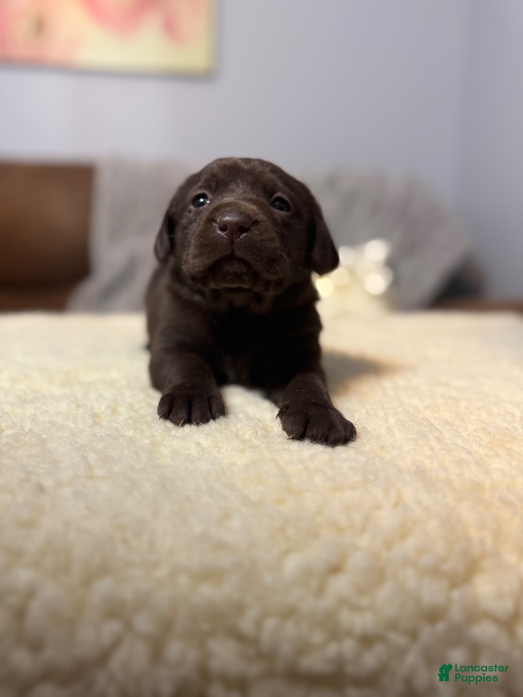 Labrador Retriever dogs Daisy-English Champ linesLabrador Retriever Puppy 6 - Ad 1