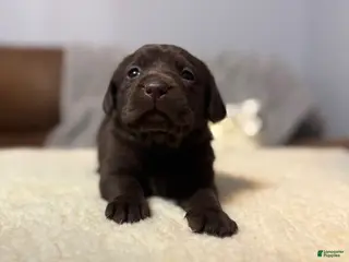 Labrador Retriever dogs for sale: Daisy-English Champ linesLabrador Retriever Puppy 6 - Ad 4