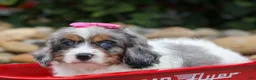 Cavapoo dogs for sale:  Paisley🎀 - Ad 9