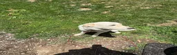 Great Pyrenees dogs for sale: Great Pyrenees 1 - Ad 4