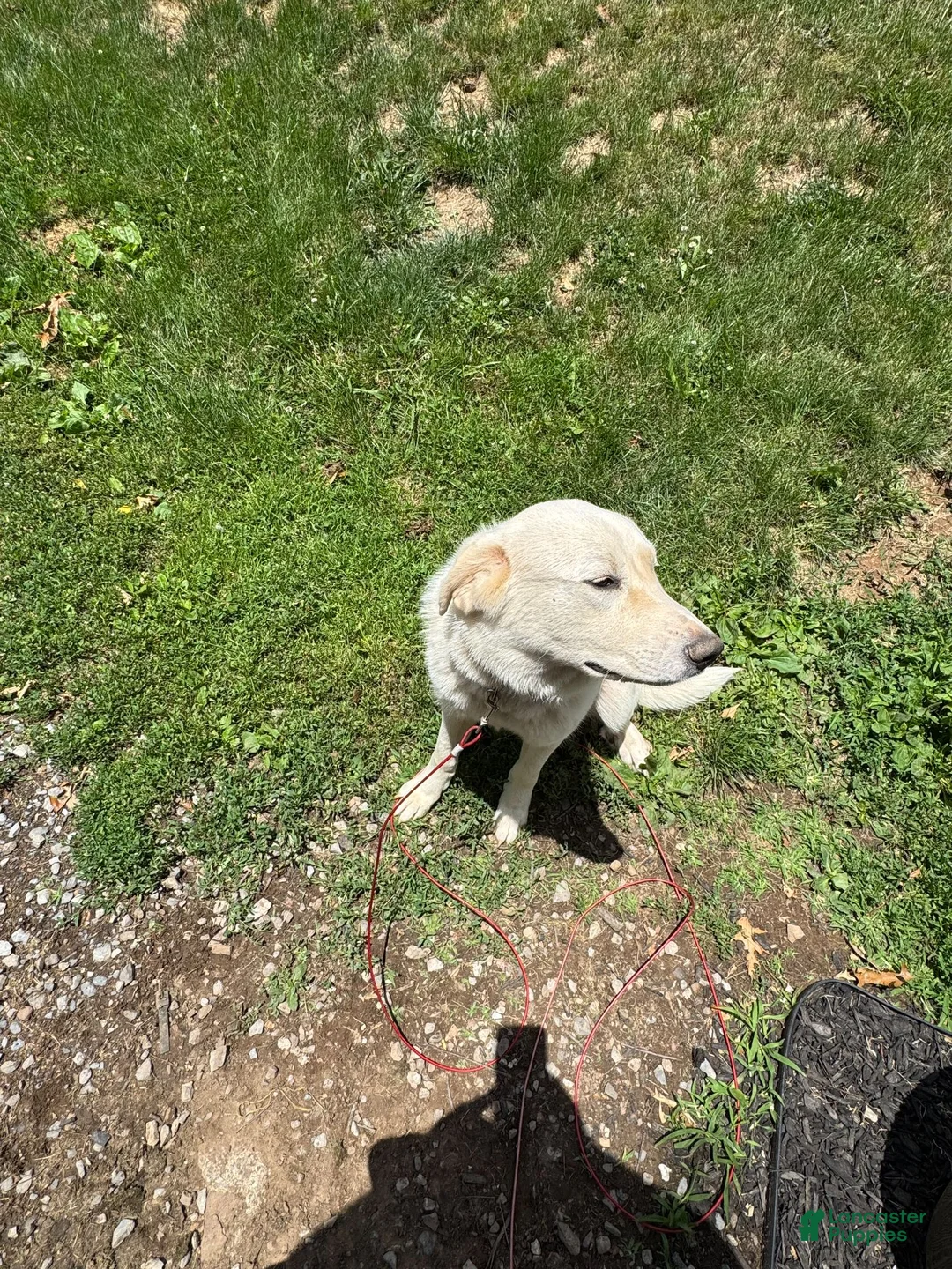 Great Pyrenees dogs for sale: Great Pyrenees 1 - Ad 4