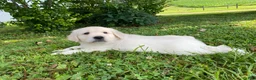 Golden Retriever dogs for sale: Louie - Ad 2