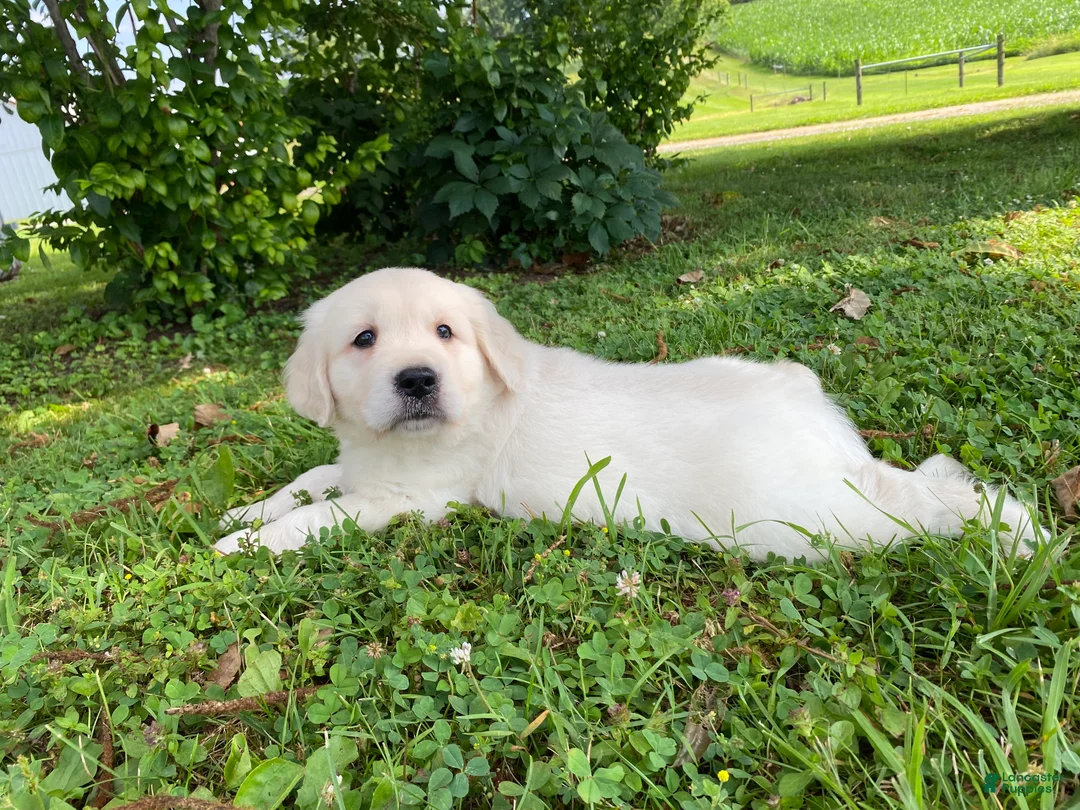 Golden Retriever dogs for sale: Louie - Ad 2
