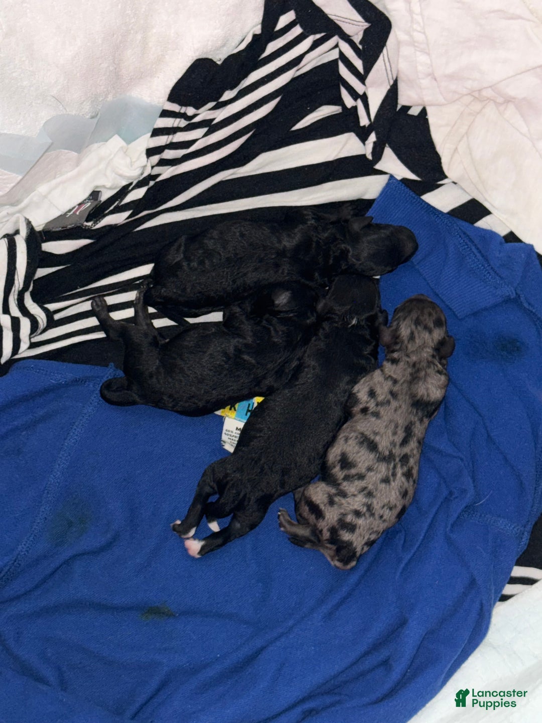 Mini Goldendoodle dogs for sale: Chek - Ad 7