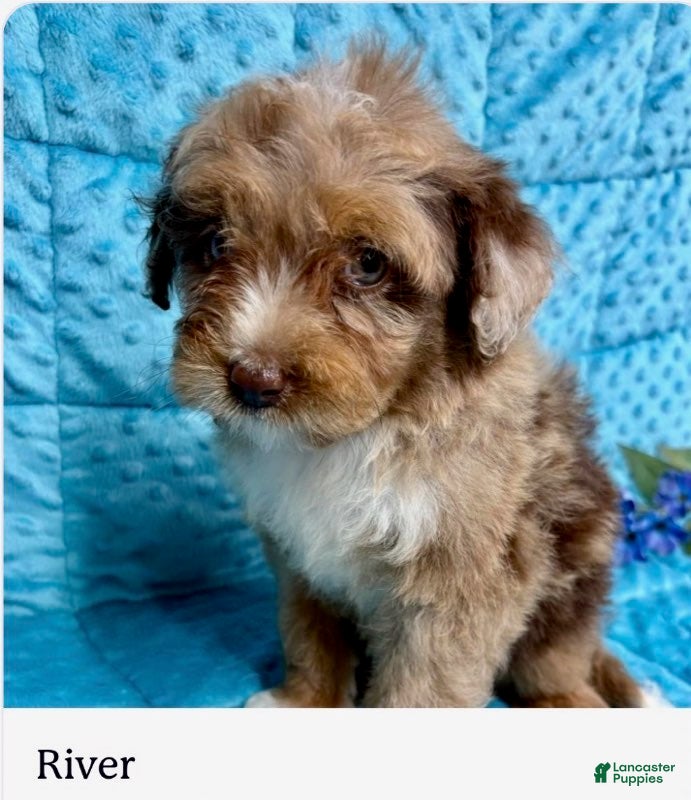 Mini Aussiedoodle dogs River - Ad 34