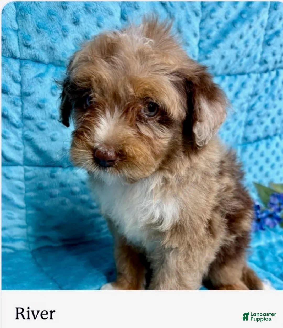 Mini Aussiedoodle dogs for sale: River - Ad 1