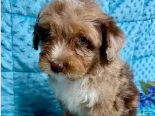 Mini Aussiedoodle dogs River - Ad 34