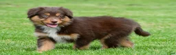 Australian Shepherd dogs for sale: Alice - Ad 4