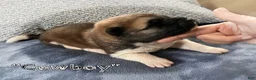 Akita dogs for sale: Cowboy  - Ad 1