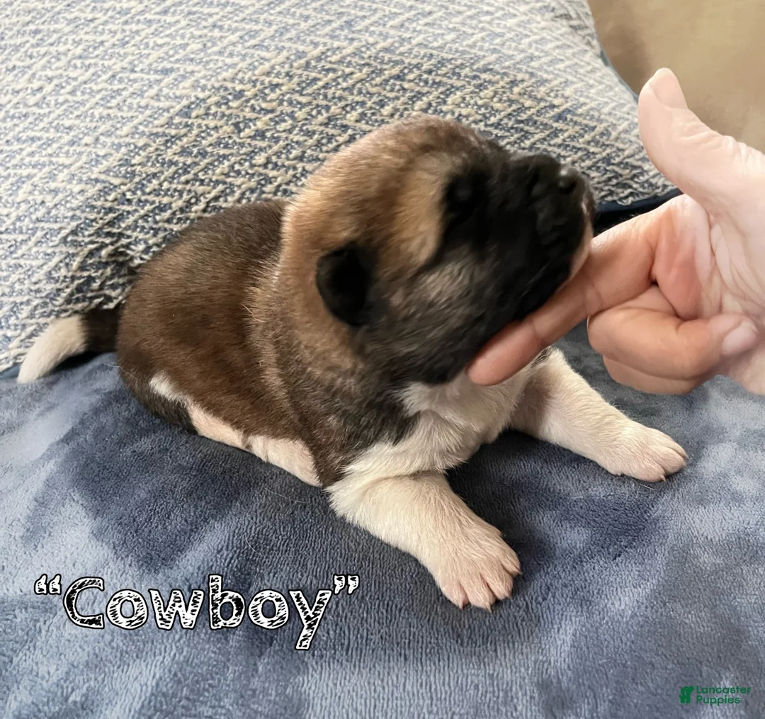 Akita dogs for sale: Cowboy  - Ad 1