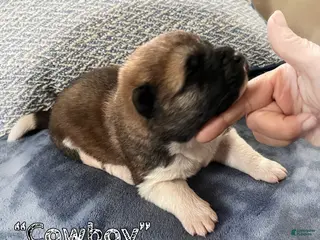 Akita dogs for sale: Cowboy - Ad 3