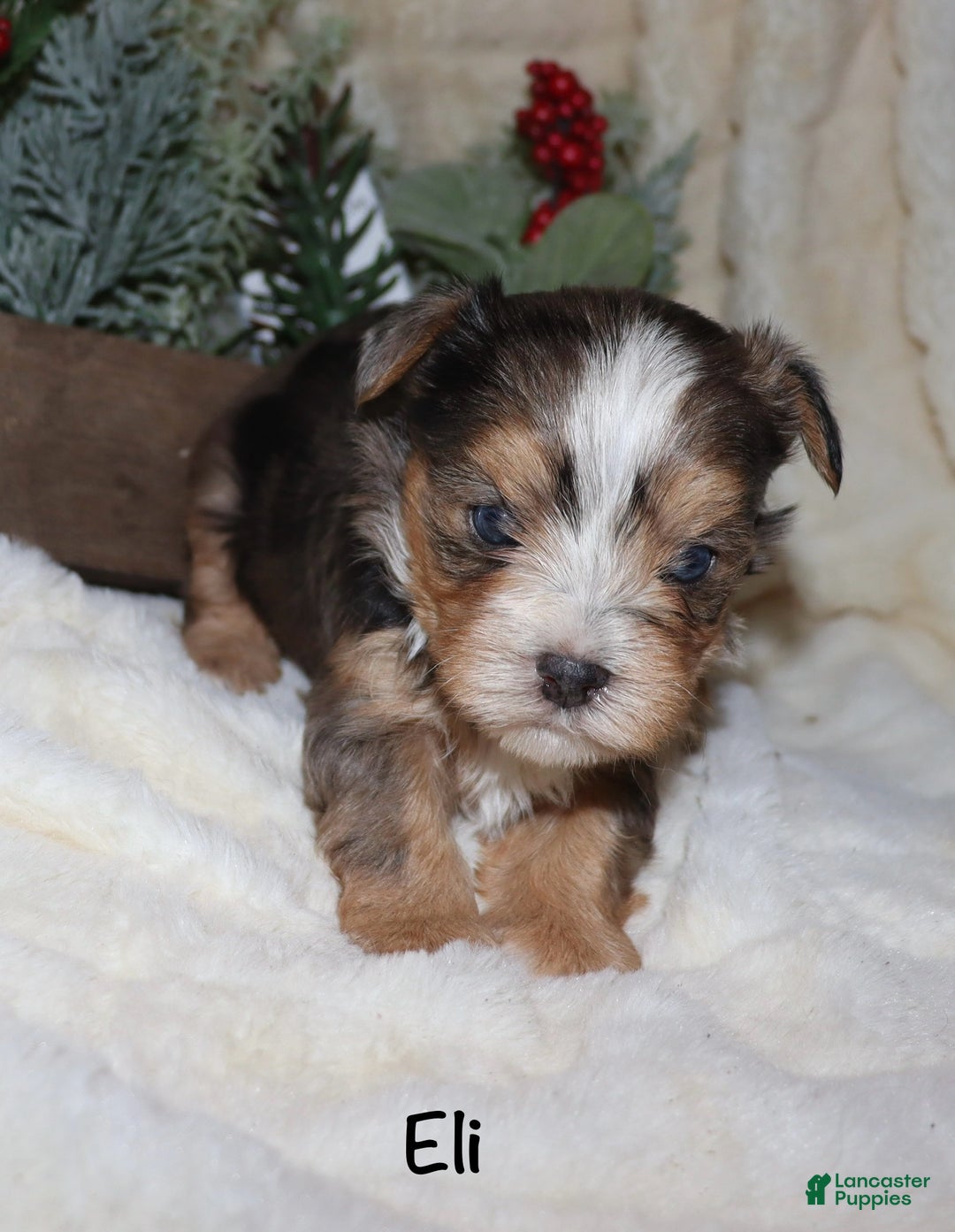 Yorkshire Terrier dogs for sale: Eli - blue merle - Ad 3