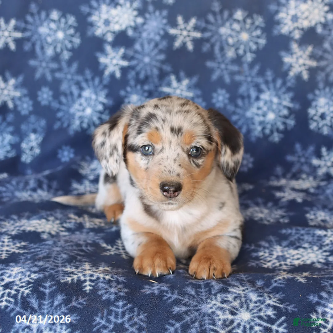 Welsh Corgi Pembroke dogs for sale: Sophie - Ad 2