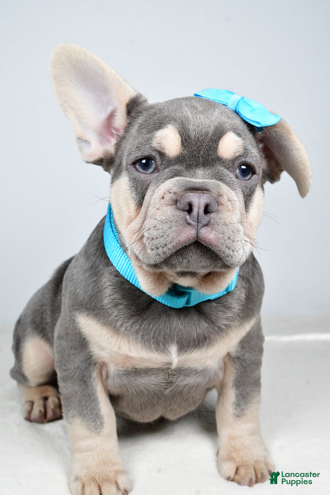 French Bulldog dogs for sale: Connor  - Ad 2