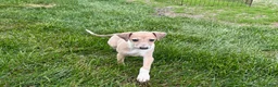 Italian Greyhound dogs for sale: Italian Greyhound female 2 fawn and white  - Ad 12