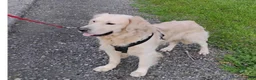 Golden Retriever dogs for stud: Zeus stud - Ad 1