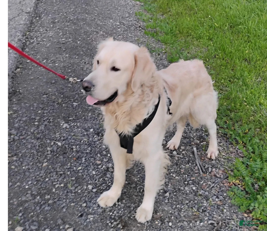 Golden Retriever dogs for stud: Zeus stud - Ad 1