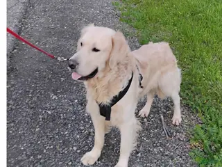 Golden Retriever dogs Zeus stud - Ad 3