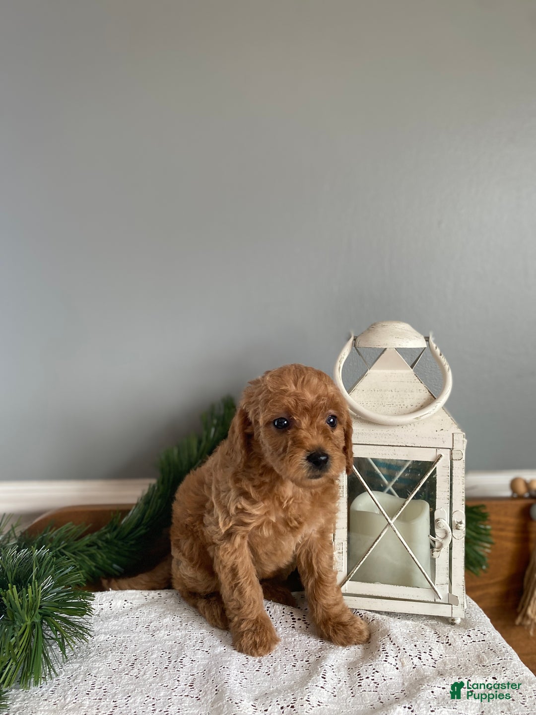 Mixed Breed dogs for sale: Holly  - Ad 1