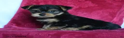 Yorkshire Terrier dogs for sale: Aggie - Ad 1