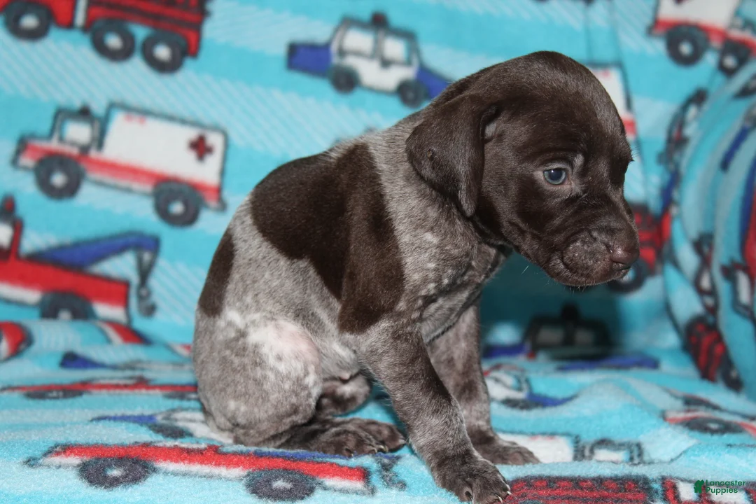 German Shorthaired Pointer dogs for sale: Callalilly  - Ad 1