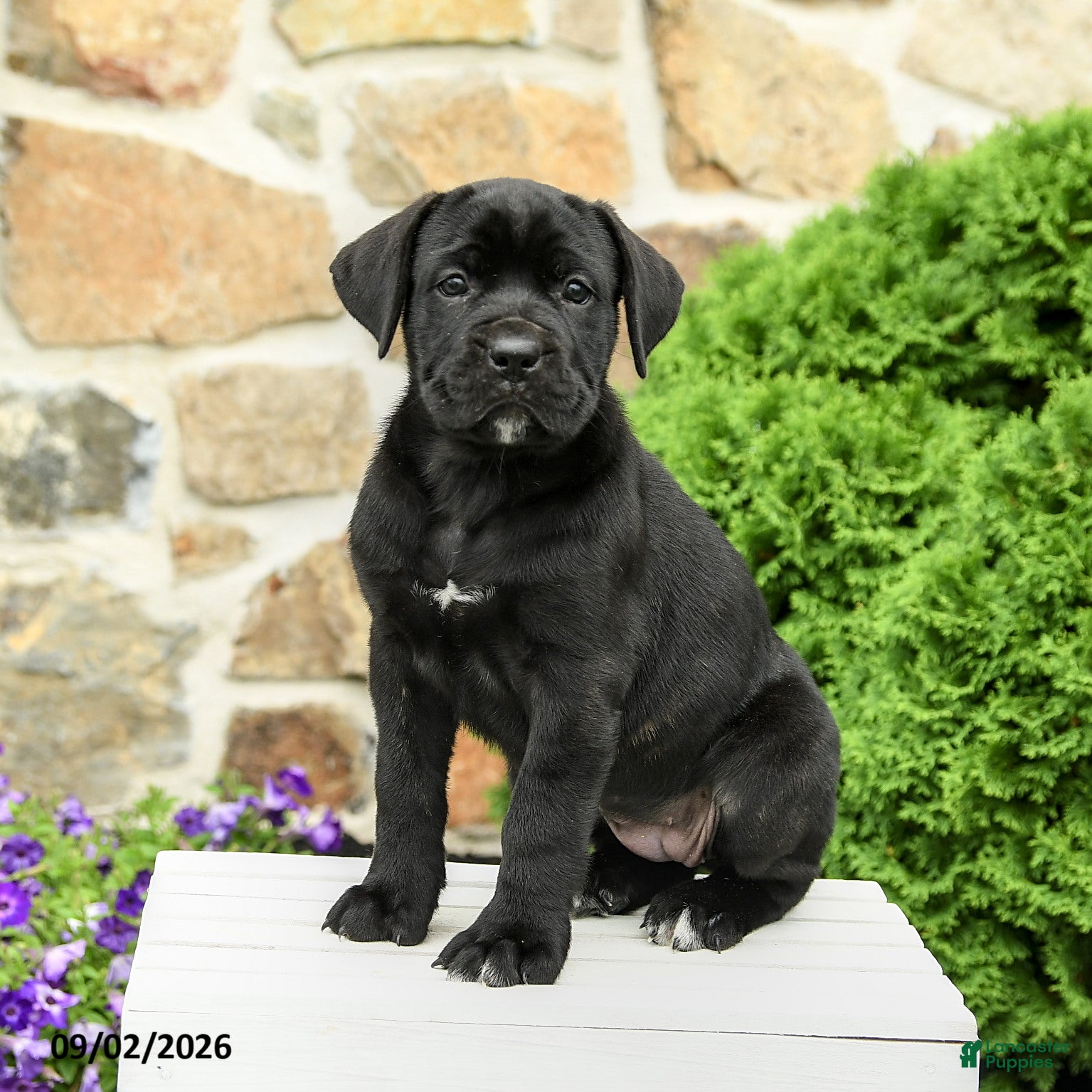 Cane Corso dogs Camilla - Ad 1