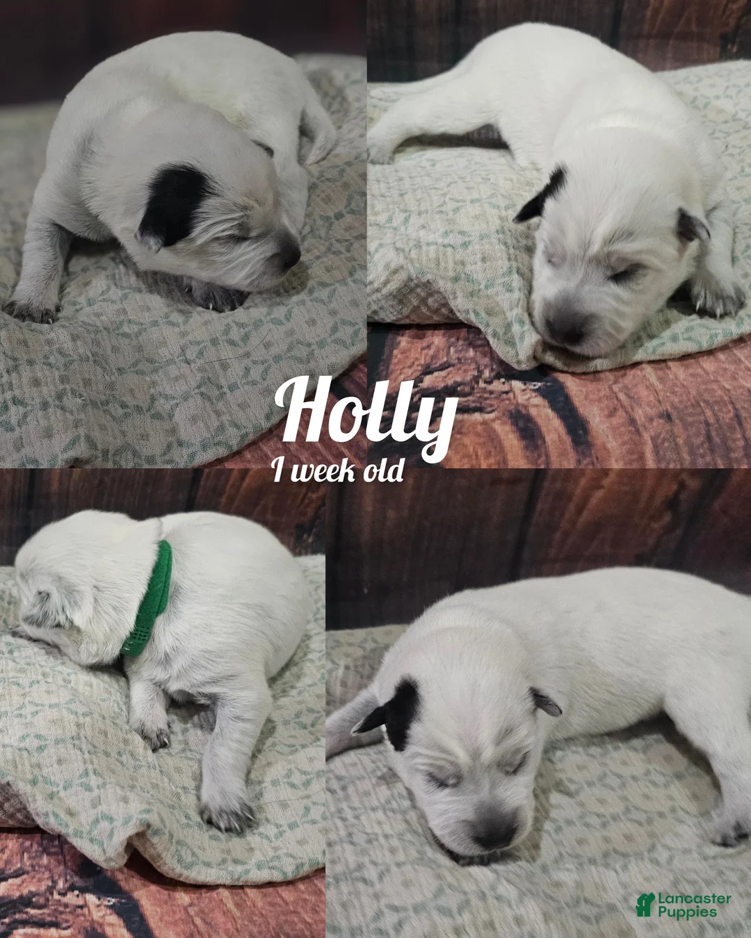 Mixed Breed dogs for sale: Mixed Breed Puppy 7 - Ad 9