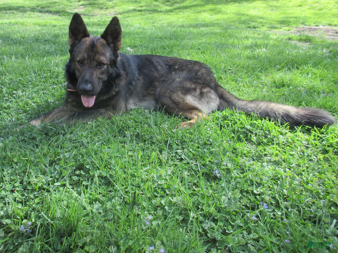 German Shepherd dogs for sale: Ranger - Ad 5