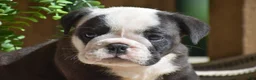 English Bulldog dogs for sale: Smokey - Ad 3