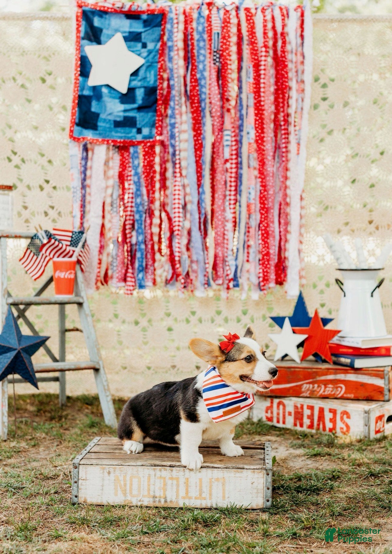 Welsh Corgi Pembroke dogs Molly - Ad 2