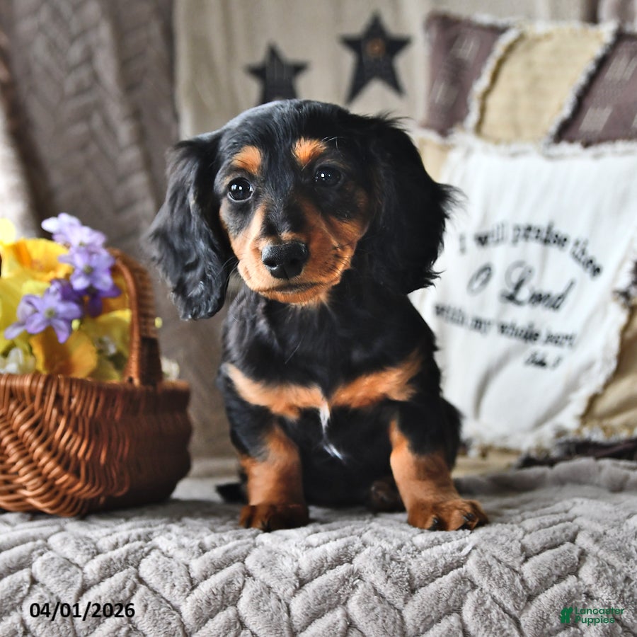 Miniature Dachshund dogs Cindy - Ad 1