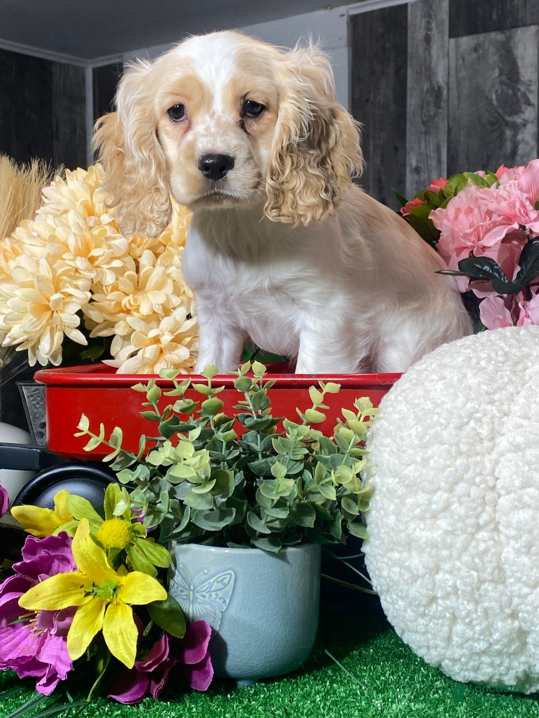 Cocker Spaniel dogs for sale: Onyx - Ad 3