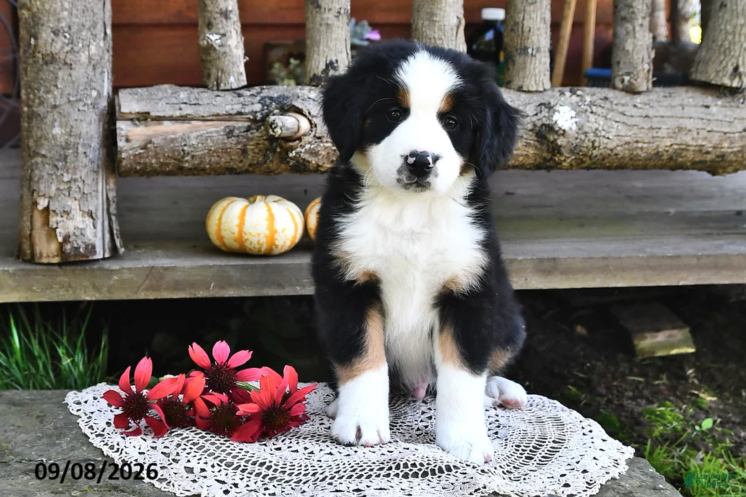 Mixed Breed dogs for sale: Randy - Ad 1