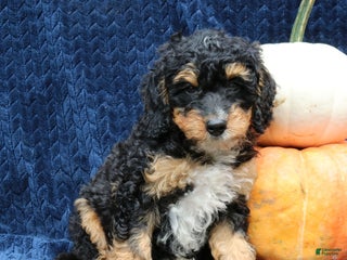 Mini Bernedoodle dogs - Ad 27