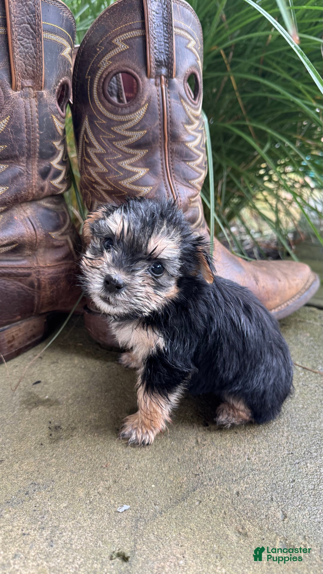 Morkie dogs for sale: Fern - Ad 1
