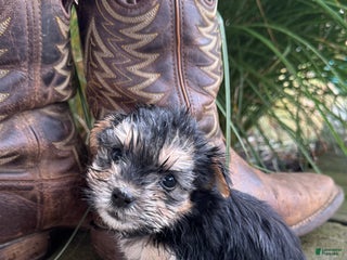 Morkie dogs Fern - Ad 31