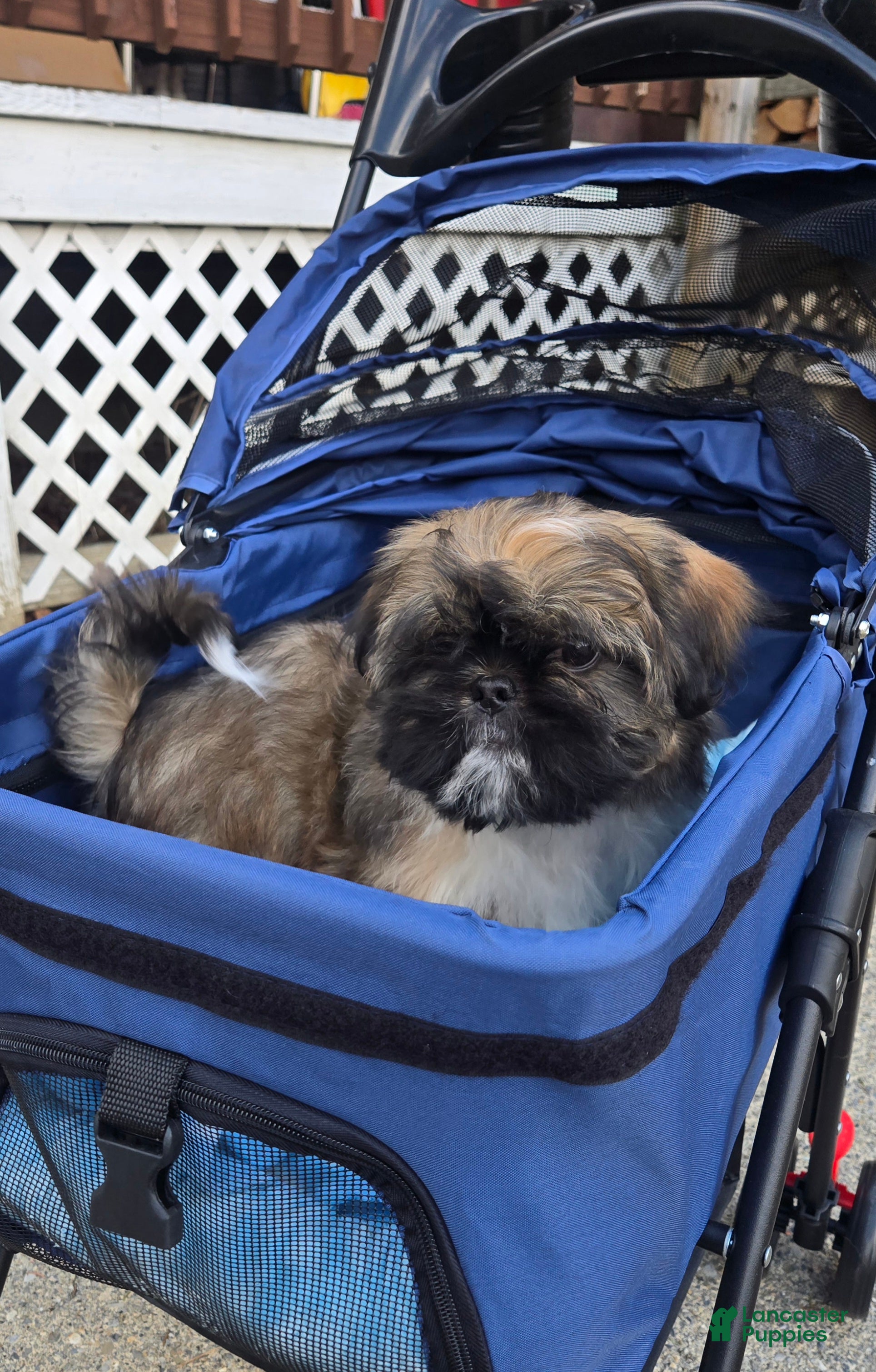 Mixed Breed dogs Grizzly  - Ad 5