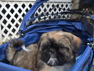 Mixed Breed dogs Grizzly - Ad 5