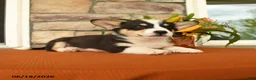 Welsh Corgi Pembroke dogs for sale: Dawson - Ad 3