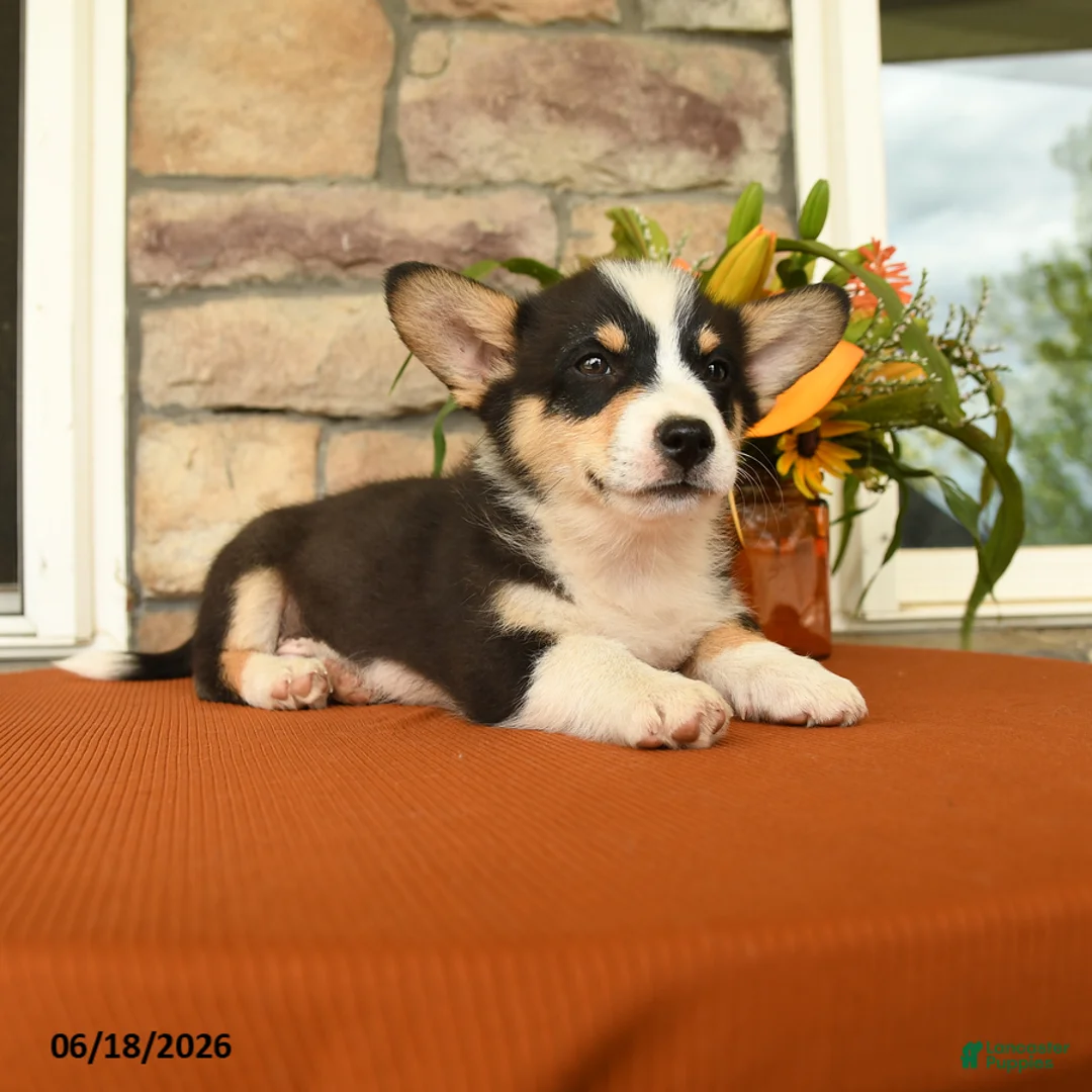 Welsh Corgi Pembroke dogs for sale: Dawson - Ad 3