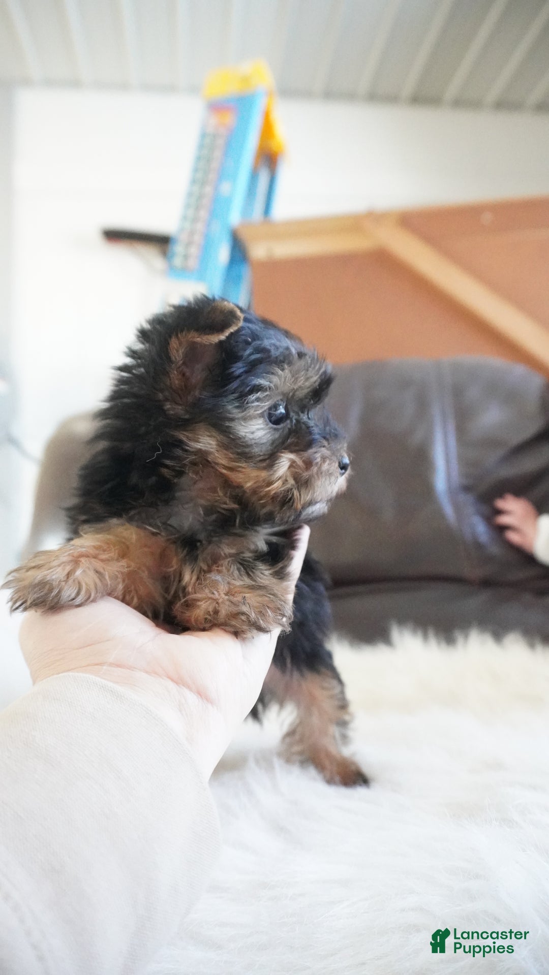 Yorkshire Terrier dogs for sale: Yorkshire Terrier Puppy 1 - Ad 4