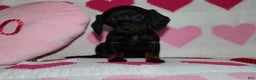 Miniature Dachshund dogs for sale: Maicee - Ad 1